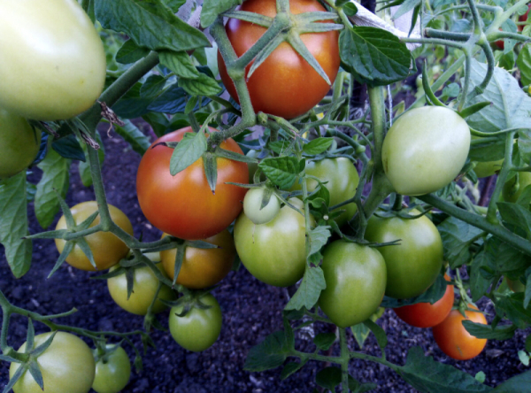 Какое удобрение для томатов улучшает вкус помидоров?